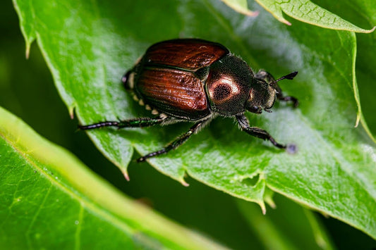 scarabeo giapponese
